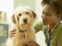 How often should you take your dog to the vet? Once or twice a year for routine checkups is the minimum for a healthy dog.