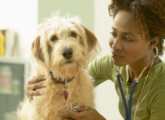 How often should you take your dog to the vet? Once or twice a year for routine checkups is the minimum for a healthy dog.