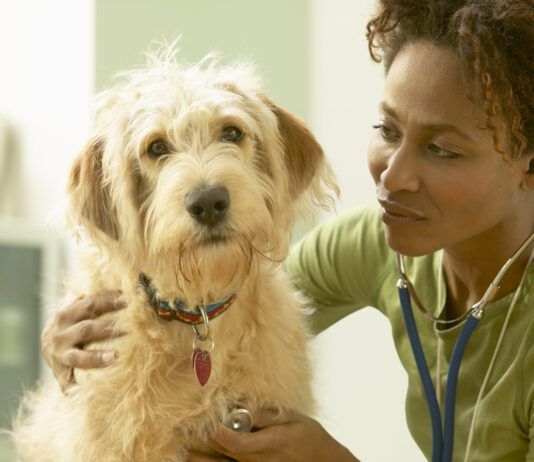 How often should you take your dog to the vet? Once or twice a year for routine checkups is the minimum for a healthy dog.