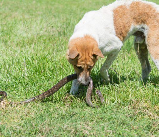 A snake bite of a dog can indicate the need for immediate medical attention.