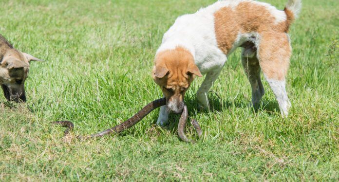 A snake bite of a dog can indicate the need for immediate medical attention.