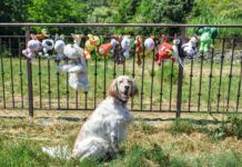 Gross slobbery dog toys can be washed and dried with care meaning your dog can spend more time with an old favorite.