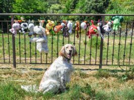 Gross slobbery dog toys can be washed and dried with care meaning your dog can spend more time with an old favorite.