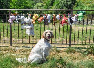 Gross slobbery dog toys can be washed and dried with care meaning your dog can spend more time with an old favorite.