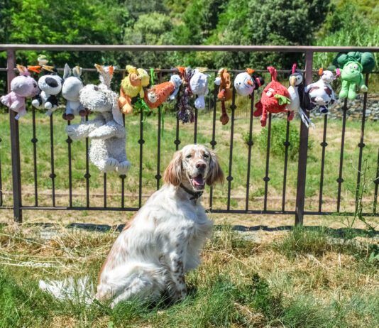 Gross slobbery dog toys can be washed and dried with care meaning your dog can spend more time with an old favorite.