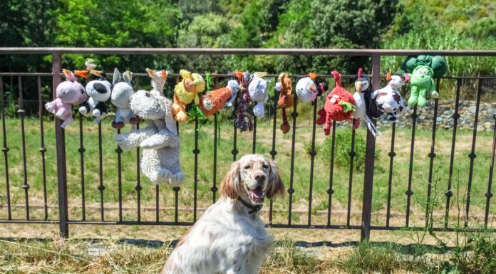 Gross slobbery dog toys can be washed and dried with care meaning your dog can spend more time with an old favorite.