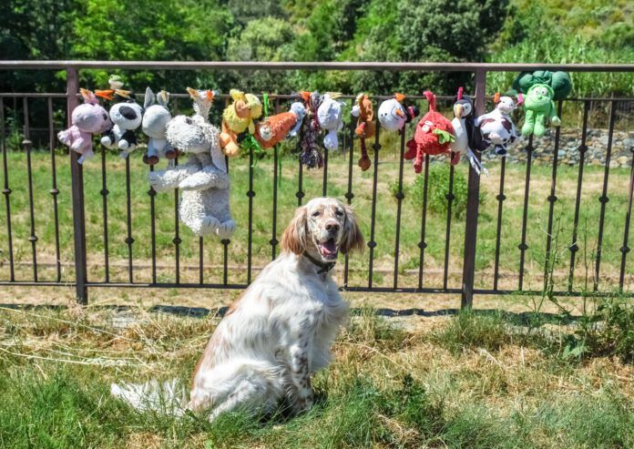 Gross slobbery dog toys can be washed and dried with care meaning your dog can spend more time with an old favorite.