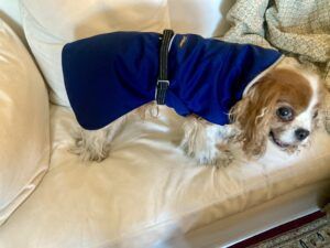 A critical element in finding a dog rain coat is the fit of the coat.