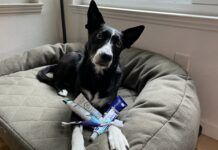 Dog toothpaste should be formulated with the right ingredients, and flavors dogs enjoy.