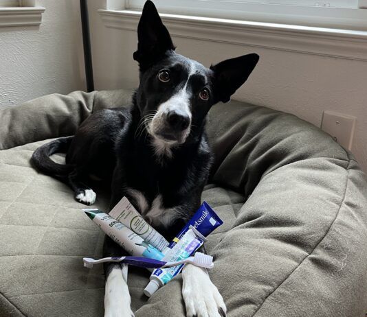 Dog toothpaste should be formulated with the right ingredients, and flavors dogs enjoy.