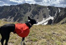 Dog backpacks offer options for carrying dog treats, water, and conditioning.