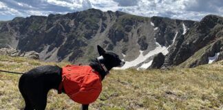 Dog backpacks offer options for carrying dog treats, water, and conditioning.