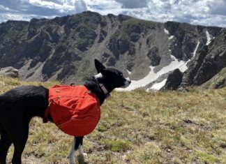 Dog backpacks offer options for carrying dog treats, water, and conditioning.