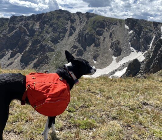 Dog backpacks offer options for carrying dog treats, water, and conditioning.