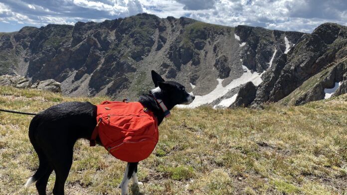 Dog backpacks offer options for carrying dog treats, water, and conditioning.