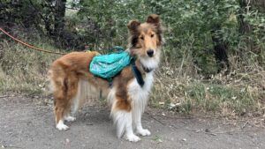 Dog backpacks don't have to compromise on comfort or carrying capacity.