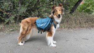 A dog back should fit securely while keeping gear tightly packed.