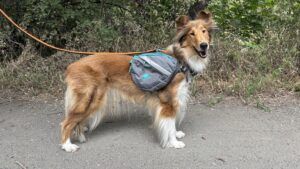 Budget dog packs might not fit as well as more expensive options but can still offer useful utility.