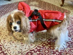 Coverage should be another key element in selecting a dog rain coat.