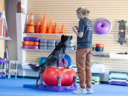 A dog exercise routine provides your dog with mental stimulation as well as physical health.