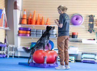 A dog exercise routine provides your dog with mental stimulation as well as physical health.