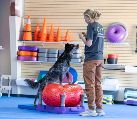 A dog exercise routine provides your dog with mental stimulation as well as physical health.