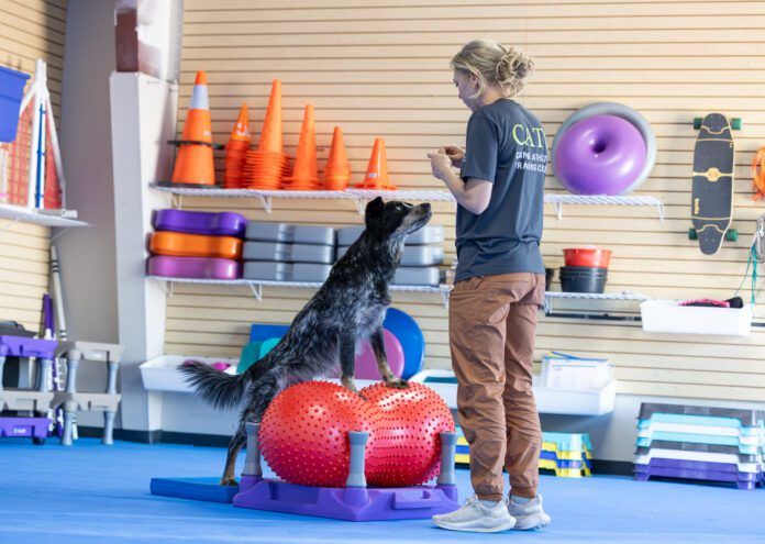 A dog exercise routine provides your dog with mental stimulation as well as physical health.