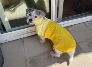 The best dog raincoats combine coverage and comfort.