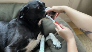 Made with genuine meat flavors Vetoquinol Enzadent is  one of the best dog toothpastes reviewed.