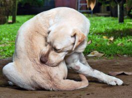 A dog allergy shot using one or two common medications can offer long term itch relief.