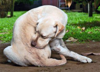 A dog allergy shot using one or two common medications can offer long term itch relief.