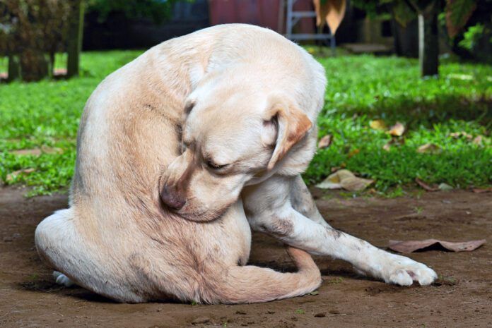A dog allergy shot using one or two common medications can offer long term itch relief.