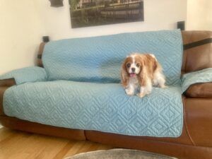 A King Charles Spaniel tests out a couch cover.
