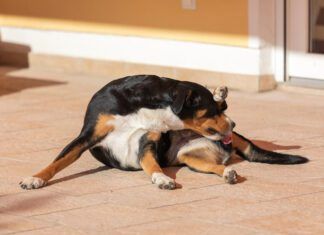 Soothing a dog's irritated anus can be done by first diagnosing the condition.