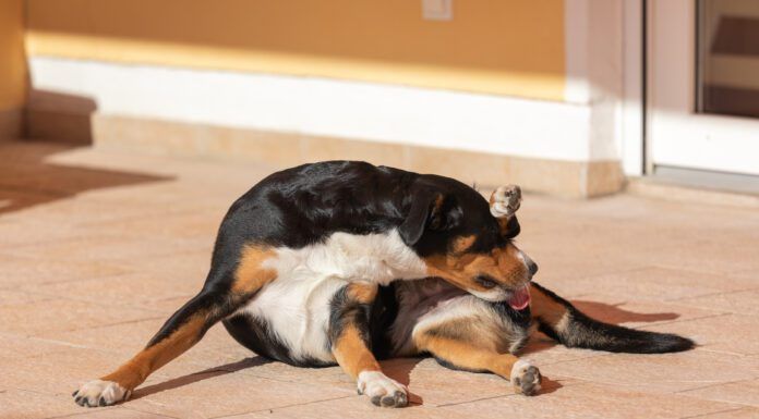 Soothing a dog's irritated anus can be done by first diagnosing the condition.