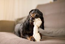 Small dog chewing on a large chew bone. Veterinarian-recommended chew bones often start with those listed on VOHC.com