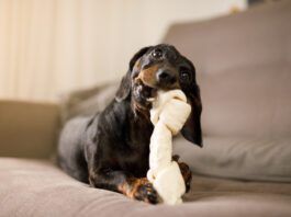 Small dog chewing on a large chew bone. Veterinarian-recommended chew bones often start with those listed on VOHC.com