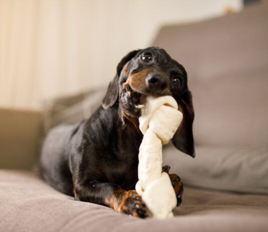 Small dog chewing on a large chew bone. Veterinarian-recommended chew bones often start with those listed on VOHC.com