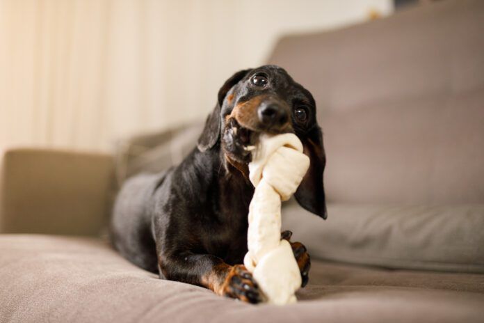Small dog chewing on a large chew bone. Veterinarian-recommended chew bones often start with those listed on VOHC.com