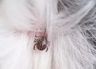 Can natural tick repellents prevent ticks like this one from latching onto a dog.