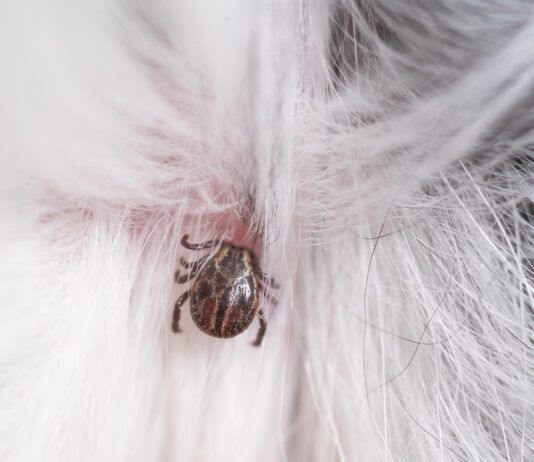 Can natural tick repellents prevent ticks like this one from latching onto a dog.