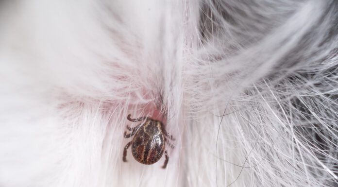 Can natural tick repellents prevent ticks like this one from latching onto a dog.