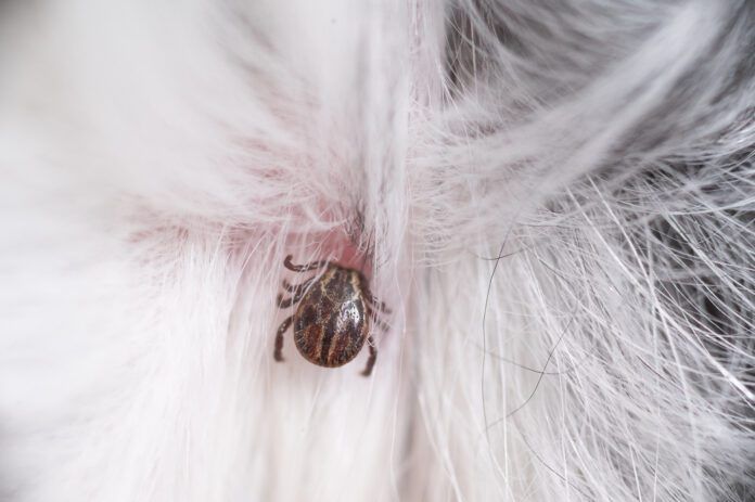 Can natural tick repellents prevent ticks like this one from latching onto a dog.