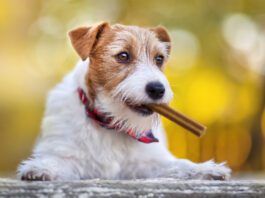 A dog dental diet is an excellent compliment to tooth brushing and dental chews.
