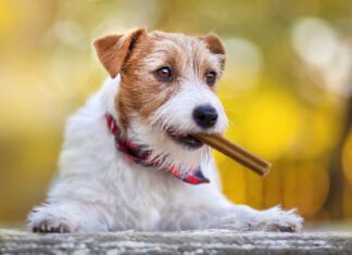 A dog dental diet is an excellent compliment to tooth brushing and dental chews.