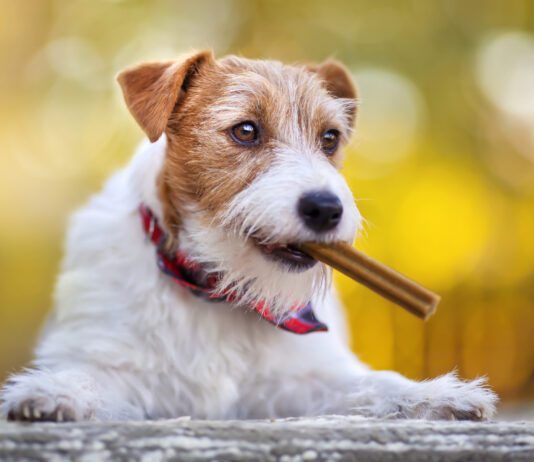 A dog dental diet is an excellent compliment to tooth brushing and dental chews.