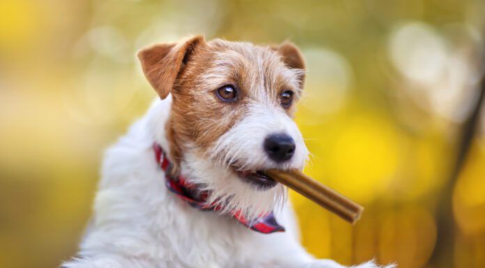 A dog dental diet is an excellent compliment to tooth brushing and dental chews.