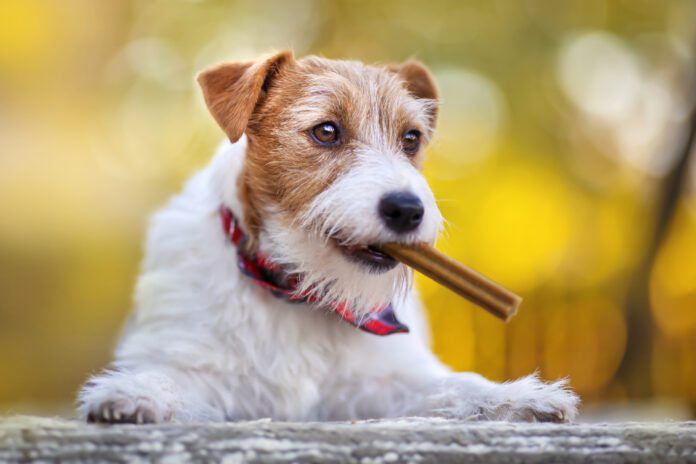 A dog dental diet is an excellent compliment to tooth brushing and dental chews.
