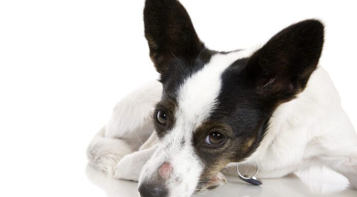 Is the sore spot on this dog's nose ringworm vs a hot spot?