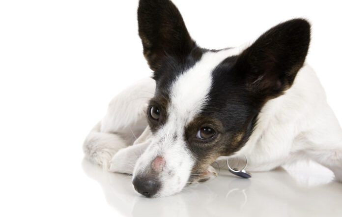 Is the sore spot on this dog's nose ringworm vs a hot spot?